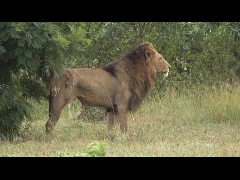 Othawa Male Lion Africa
