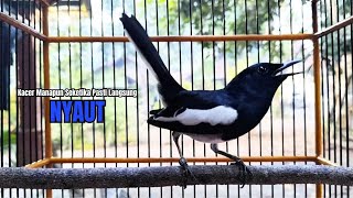 Download lagu SUARA BURUNG kacer gacor NGEPLONG Pagi Hari ini paling AMPUH buat PANCINGAN KACER agar EMOSI mp3