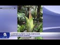 Rare Corpse Flower Ready To Stink Up Vero Beach