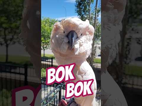 I said Bok Bok Bok! #cluckatoo #bokbok