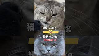 可愛い顔を演じることができる猫 #猫動画