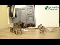 French Bulldog dogs for sale: Tracy - Video 1