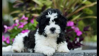 Video preview image #1 Zuchon Puppy For Sale in GORDONVILLE, PA, USA