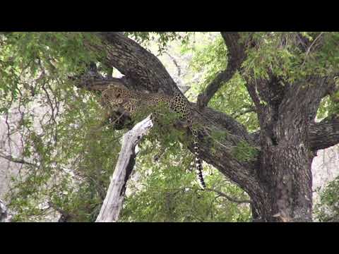 Djuma: Hosana male leopard trying to sleep off a full belly of Impala - 08:48 - 11/23/18