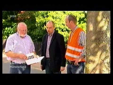 Baumschutz - Problembäume in der Stadt