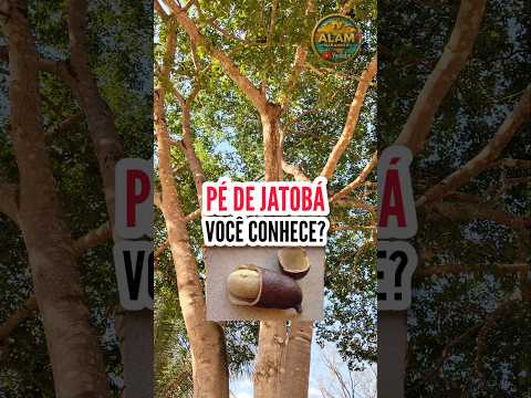 “A Força do Jatobá!" A planta medicinal que pode mudar sua saúde”