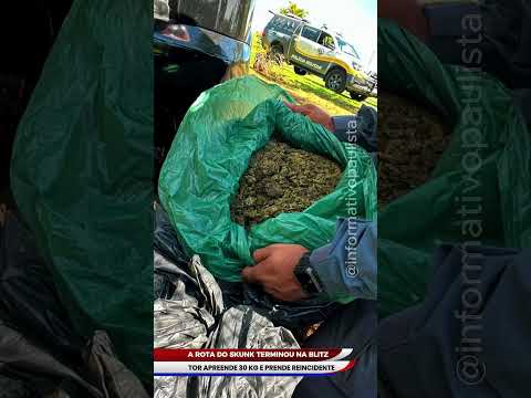 TOR APREENDE MAIS DE 30 QUILOS DE SKUNK EM MIRANTE DO PARANAPANEMA