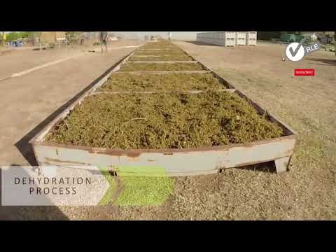 Grape Harvesting , processing , packaging , modern agriculture technology