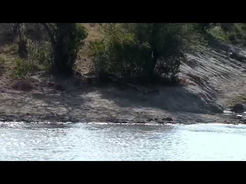 Djuma: Blacksmith Lapwing parents and two new chicks - 09:02 - 08/21/2022