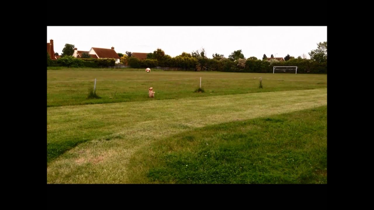 Best Football Dog In The World - Burnham Ramblers - Lakeland Terrier x Jack Russel - Burnham on Crou