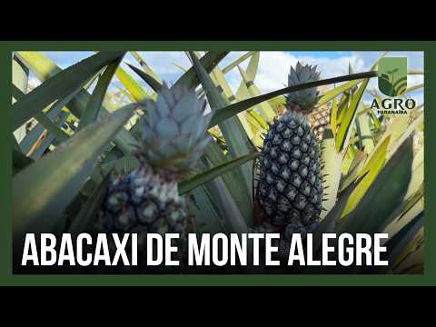 O abacaxi que sai de Monte Alegre de Minas para abastecer a região