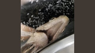 Cover art for Special