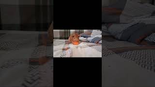 Download lagu Jerry🥕 #guineapig #eating #carrot mp3 Download lagu Jerry🥕 #guineapig #eating #carrot mp3