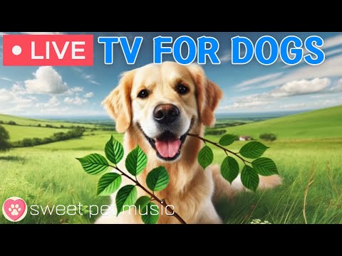 🔴24 Hours of Dog TV🎵🐶Calming Sleep Music for Dogs🐾🩷Soothing Music for Dog Stress and Anxiety Relief