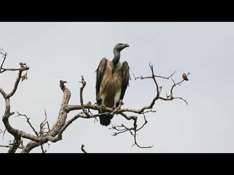 Gyps tenuirostris Slender-billed Vulture critically endangered