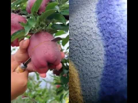 delicious #red #apple #cutting fruit 🤑🤑