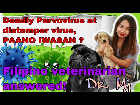 DISTEMPER VIRUS AND PARVOVIRUS PREVENTION IN DOGS || VETERINARY VLOG