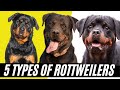 Rottweiler Types - 5 Types of Rottweilers