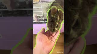 おやつを食べるうさぎ #ネザーランドドワーフ #rabbit #うさぎパパ #うさぎ #うさすたぐらむ #癒し