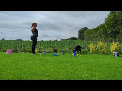 Obi 1 Kimbo - Cavaletti mit Pubertier