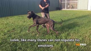 Great Dane - Anxious, nervous, aggressive