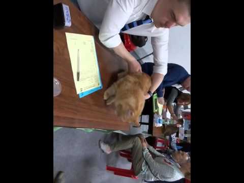 3 года Fenix Big-Cats(CACM.WCF Москва )Павел Рудов.Nom.BIS