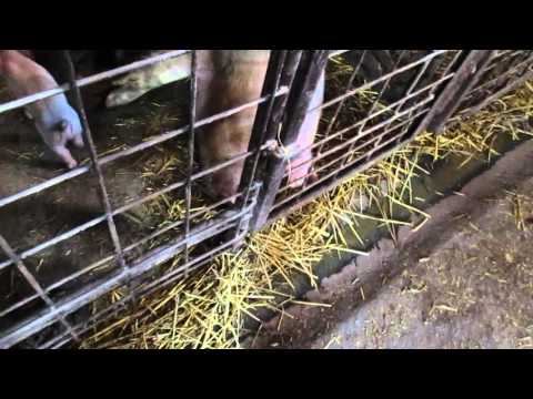 Prasići u borbi za sisu