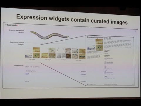 Introduction to WormBase Gene Pages & Widgets @ the 2019 International C. elegans Meeting