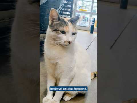 🐱 Missing Lowe’s Cat Found! 🐱