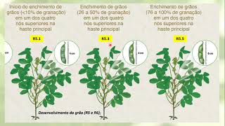 VIDEO AULA ECOFISIOLOGIA DA SOJA