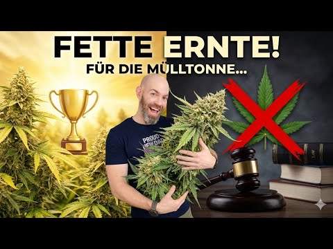 Chaos im Duo Grow - Photo vs. Auto