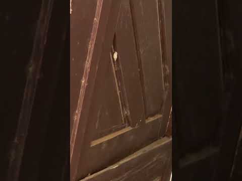 COMPREI UMA CASA ABANDONADA EM CERRO CORÁ! (Você não vai acreditar no estado dela) 😱