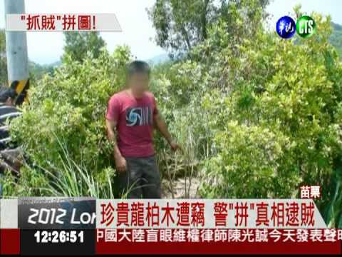 賊鋸龍柏轉手賣 罪證確鑿賴不掉