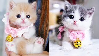 Baby Cats - Cute and Funny Cat Videos Compilation #54 | Aww Animals