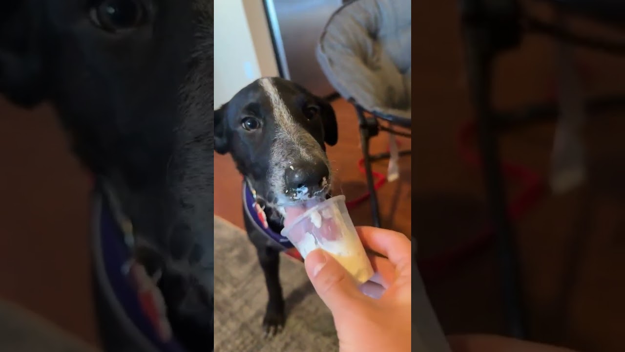 Enlarge Rosie, a Adoptable mixed breed in Boulder, CO video 2/6