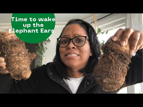 ELEPHANT EAR PLANTS | ITS TIME TO START YOUR BULBS | TARO BULBS | ZONE 5 GARDENING
