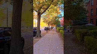 Autumn 🍂 leaves🍁 Brookline Massachusetts #shorts #shortvideo #autumn #autumnleaves #boston #leaves