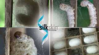 SilkSkin Glove with SPA Technology