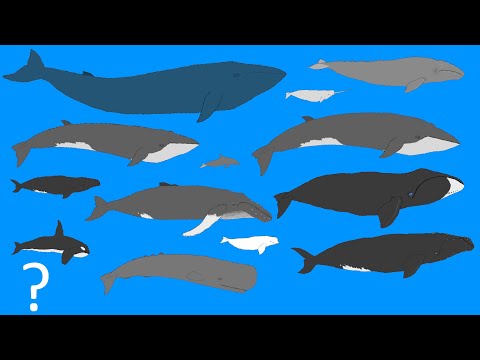 Whales Size Comparison - Animation - Cetacean Whale and Dolphins! (OLD VERSION)
