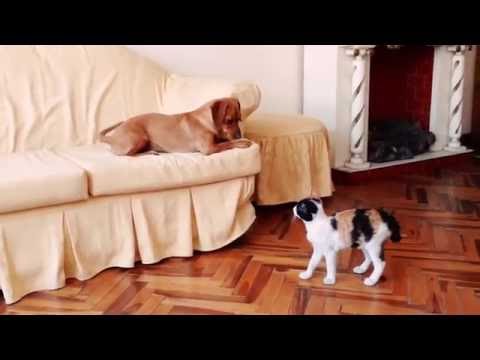 Primer encuentro entre perro y gato