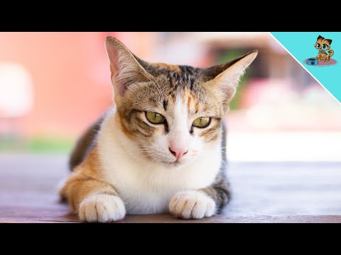 THESE 10 Everyday Things Hurt Your Cat Emotionally! (STOP it)