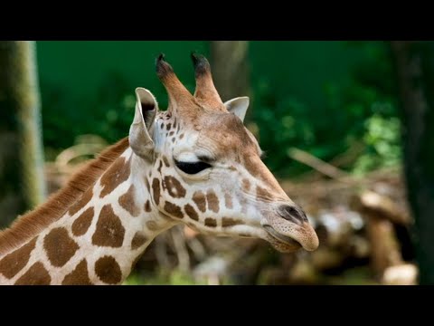 Relaxing Chillout Vibes #37. Café del Mar Style by Ocean Sphere - Wildlife