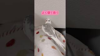 ストレス解消法がこちら #shorts #オカメインコ #オカメインコのいる暮らし #cockatiel