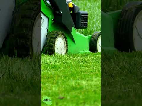 70% nisten im Boden: Warum dein Insektenhotel oft nichts bringt - Gartenexpedition #shorts