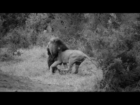 Male lion is like a thief in the night