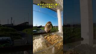 ＠スズメのおやじ便り　このヒナ強そう！ #野鳥 #癒し #javasparrow #sparrow #birds #すずめ #動物 #スズメ #かわいい #ヒナ