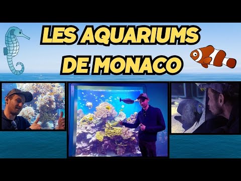 aquarium eau de mer de Monaco, espèces, maintenance, partie technique, visite centre océanographique