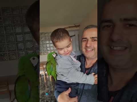 #guacamayo #cotorra #aves #forpus #agapornis #periquitos #fauna #mascotas #animales