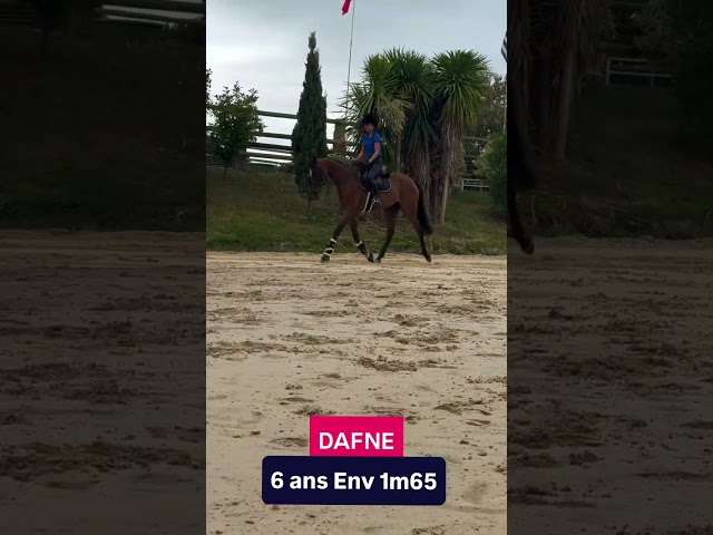 Merrie Volbloed Te koop 2020 Donker bruin / bai