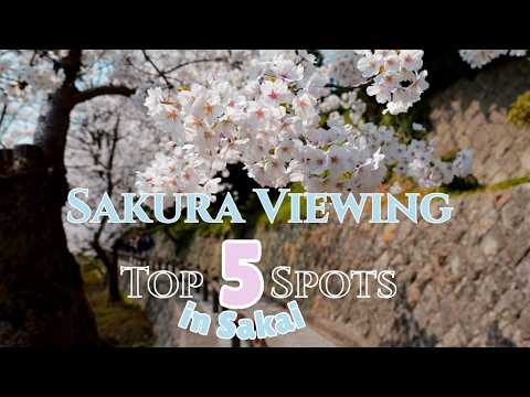 Cherry Blossom Season in Sakai City, Fukui Japan